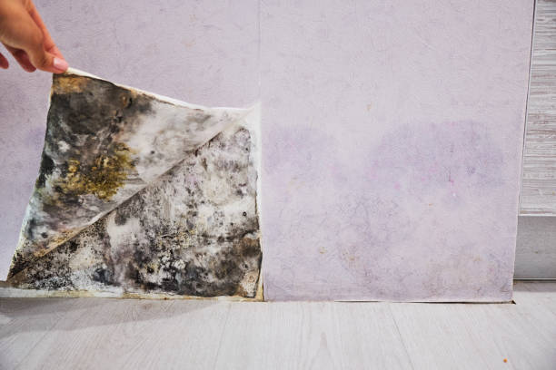 Professional Mold Removal in Joshua, TX